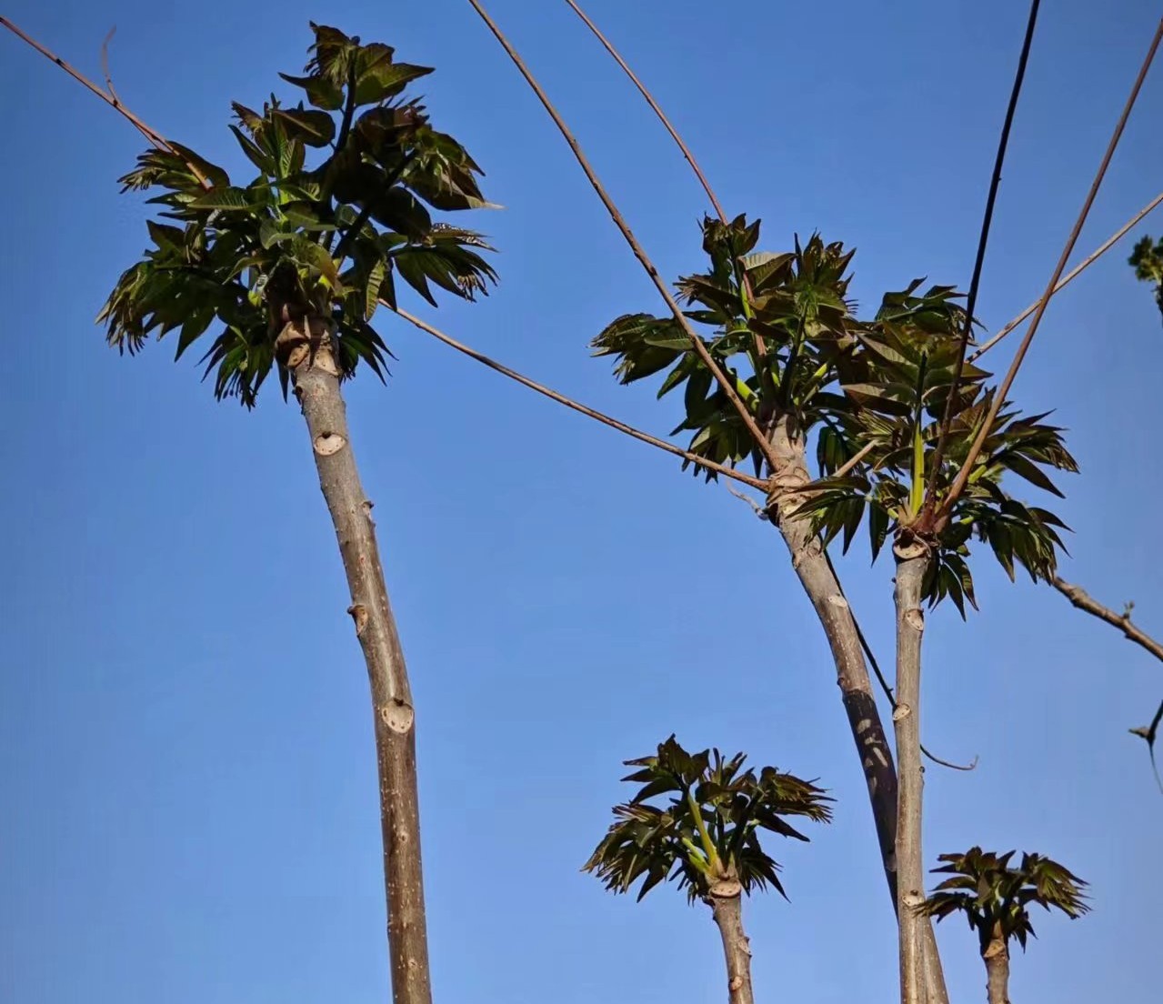 又到椿芽采摘時